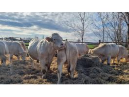 Limusin és charolais üszők megvásárlása