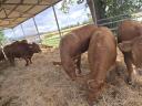 Limusin és charolais üszők megvásárlása