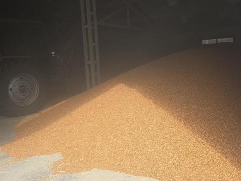 Eladó kukorica, árpa, búza, zab – friss termény 2025 aratású