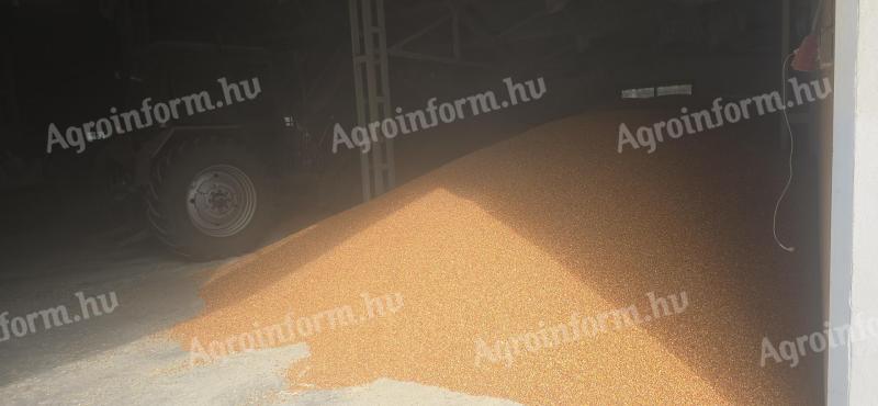 Eladó kukorica, árpa, búza, zab – friss termény 2025 aratású
