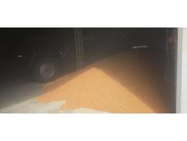 Eladó kukorica, árpa, búza, zab – friss termény 2025 aratású