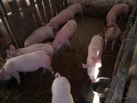 Eladó választási malacok