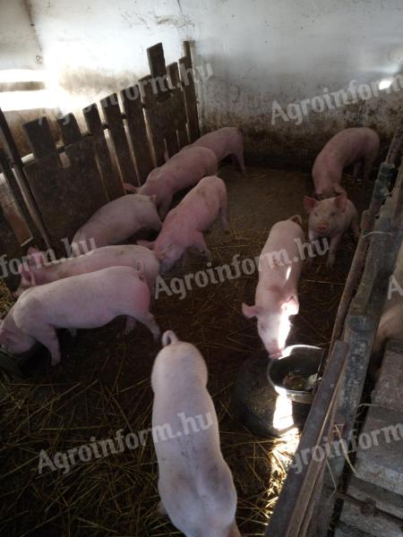 Eladó választási malacok