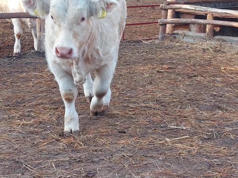 Charolais bikák eladók