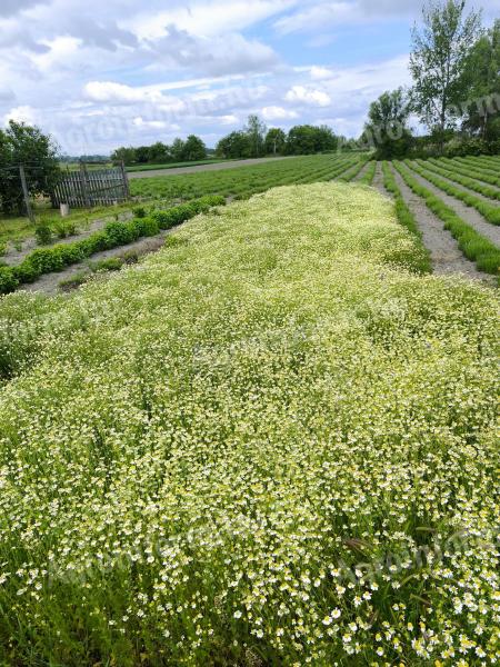 Német kamilla (Matricaria recutita) vetőmag