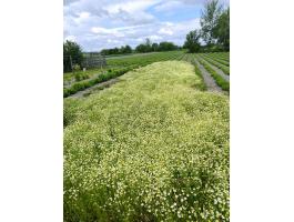 Német kamilla (Matricaria recutita) vetőmag