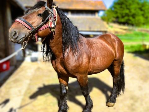 Magyar hidegvérű tenyészmén eladó