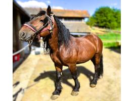 Magyar hidegvérű tenyészmén eladó