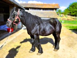 Magyar hidegvérű tenyészmén eladó