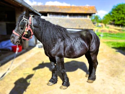 Magyar hidegvérű tenyészmén eladó