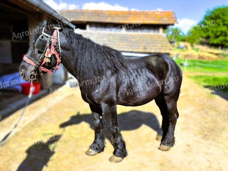 Magyar hidegvérű tenyészmén eladó