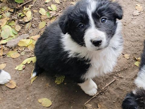 Border collie kiskutya