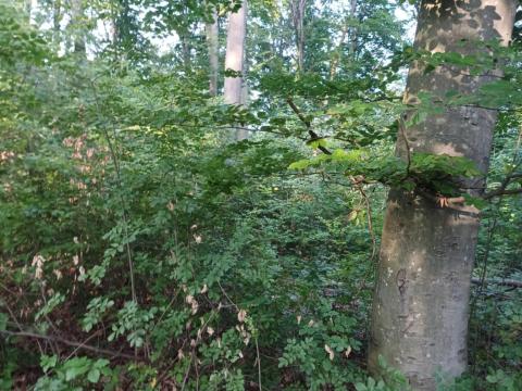 Vágásérett erdő eladó