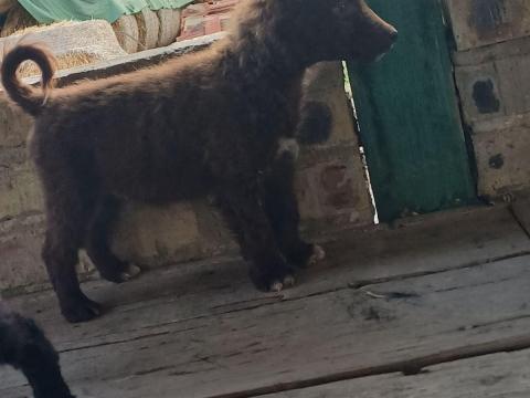 Tanyáról gyönyörű mudik