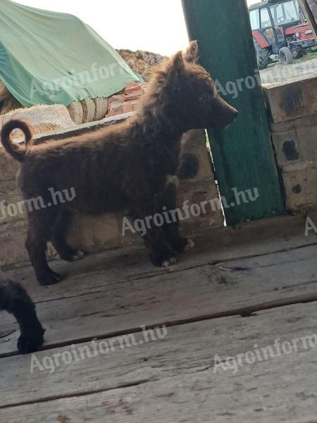 Tanyáról gyönyörű mudik