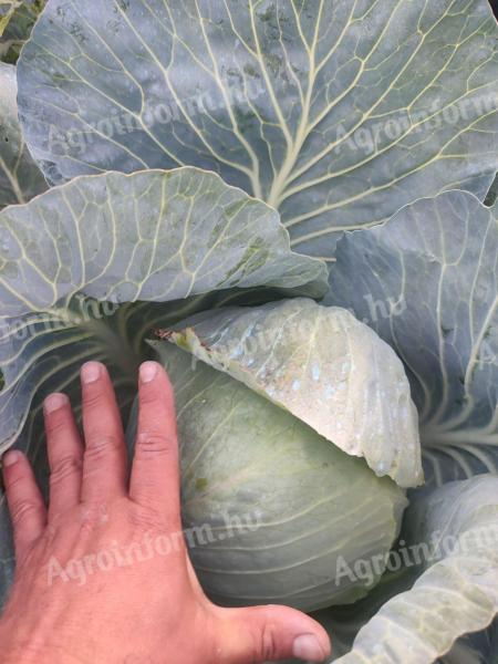 Strukta kerek káposzta