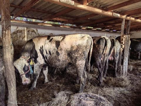 21honapos nagy bikák 10db 21honapos nagy bikák 10db