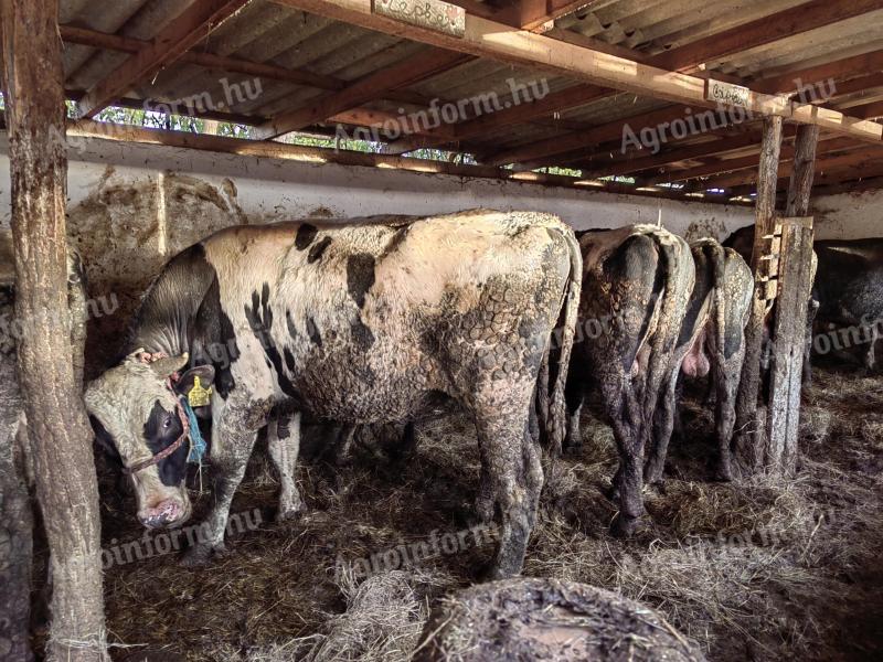 21honapos nagy bikák 10db