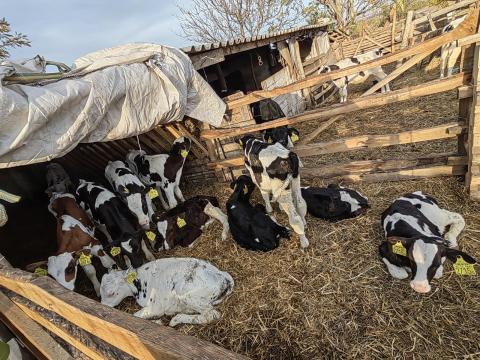 Eladó 25db bikaborju Eladó 25db bikaborju