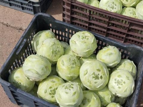 Kossak karalàbé eladó