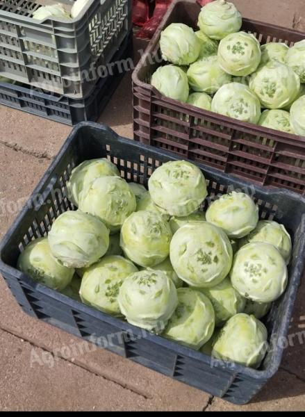 Kossak karalàbé eladó