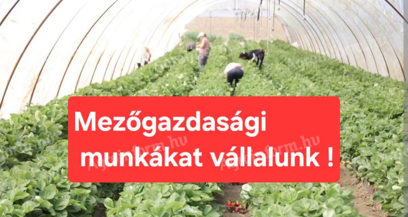 Üvegházakban és fóliasátrakban vállalunk növénytermesztési munkákat, sok éves tapasztalattal