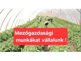 Üvegházakban és fóliasátrakban vállalunk növénytermesztési munkákat, sok éves tapasztalattal