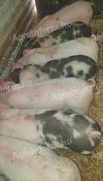 Eladó 12 db szép választási malac Magyar nagyfehér és Pietrain fajtából