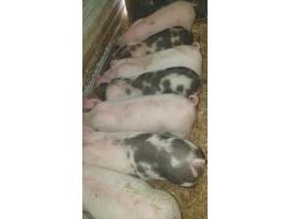 Eladó 12 db szép választási malac Magyar nagyfehér és Pietrain fajtából