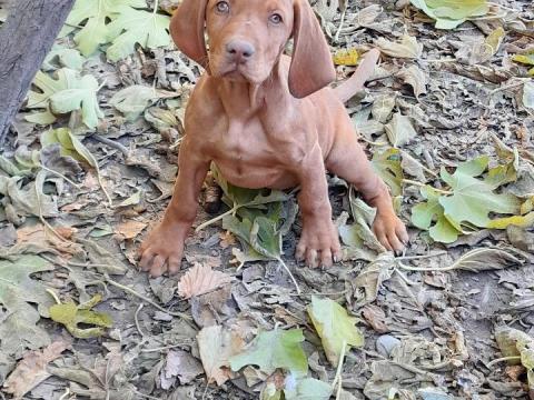 Magyar vizsla jellegű kiskutyák gazdit keresnek