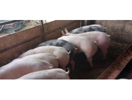 16 db minőségi Pietrain x Zéger süldő eladó