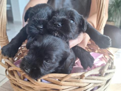 Fekete törpe schnauzer kölykök többszörös győztes szülőktől