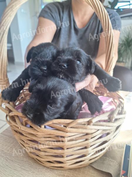 Fekete törpe schnauzer kölykök többszörös győztes szülőktől