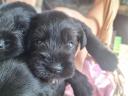 Fekete törpe schnauzer kölykök többszörös győztes szülőktől