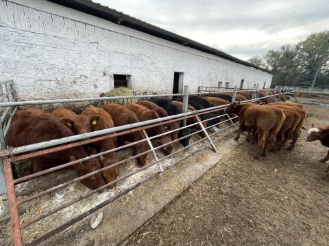Eladó Angus borjak és tenyészüszők