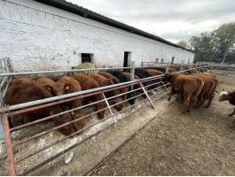 Eladó Angus borjak és tenyészüszők