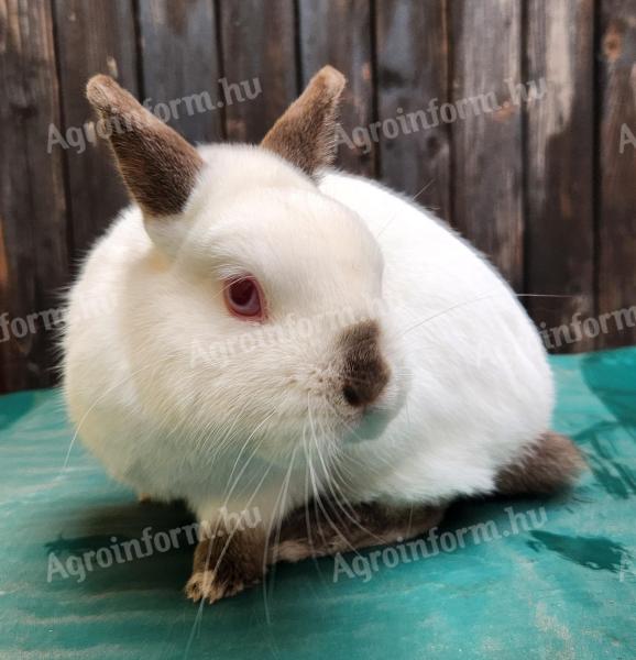Fajtatiszta,  színes törpe nyuszi eladó