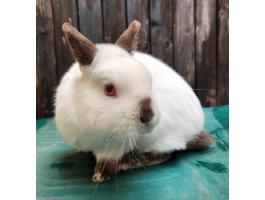 Fajtatiszta, színes törpe nyuszi eladó