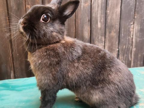 Fajtatiszta,  színes törpe nyuszi eladó Fajtatiszta,  színes törpe nyuszi eladó