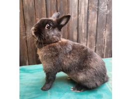 Fajtatiszta,  színes törpe nyuszi eladó
