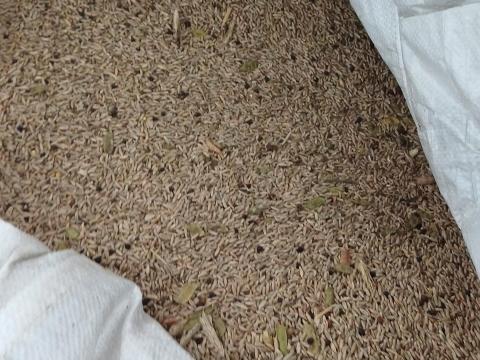 Bio bükkönyös rozs takarmánynak eladó