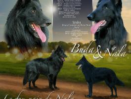 Belga juhászkutya / Groenendael kiskutyák