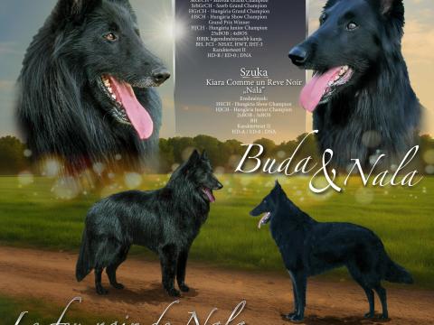 Belga juhászkutya / Groenendael kiskutyák Belga juhászkutya / Groenendael kiskutyák