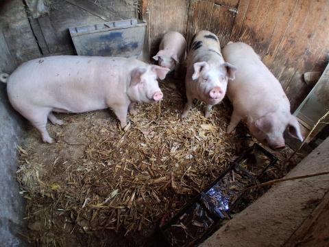 Eladó 2 db 200 kg-os turcsi hízó sertés