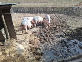 4 db húsjellegű sertés eladó