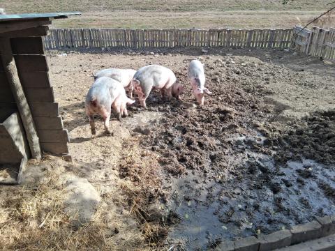 4 db húsjellegű sertés eladó