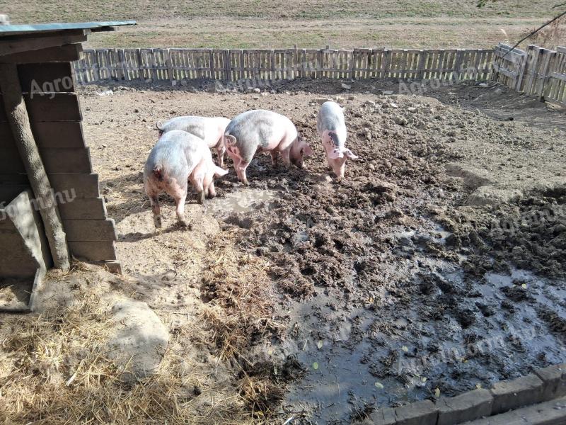 4 db húsjellegű sertés eladó