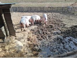 4 db húsjellegű sertés eladó