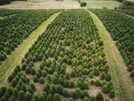 Dán import nordmann fenyő eladó nagy tételben,  karácsoynfa eladó,  fenyőfa eladó,  ezüst fenyő eladó,  lucfenyő eladó kereskedőknek