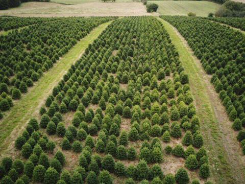 Dán import nordmann fenyő eladó nagy tételben,  karácsoynfa eladó,  fenyőfa eladó,  ezüst fenyő eladó,  lucfenyő eladó kereskedőknek